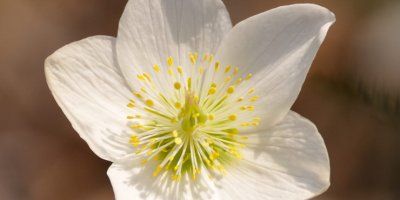 "ZABORAVLJENE RIJEČI"