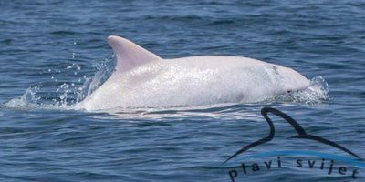 U Jadranu živi jedan od svega nekoliko bijelih albino dupina svijeta &ndash; Albus