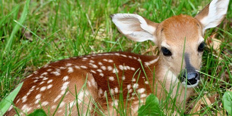 Američki krivolovac mora u zatvoru gledati film &laquo;Bambi&raquo;