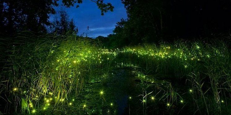 'ŽELIMO SPRIJEČITI NESTANAK SVJETLA NAŠEG DJETINJSTVA' Zabrinuti znanstvenici i studenti pokrenuli kampanju protiv nestanka krijesnica