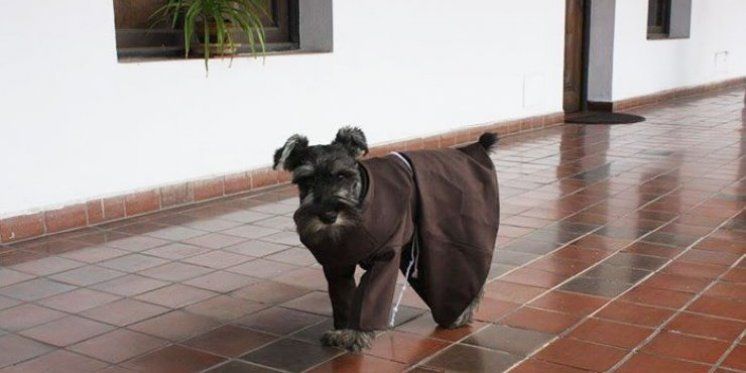 Ovo je 'fra' Brko, Božje stvorenje čija je priča obišla svijet! 