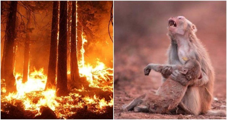 Papa zabrinut za Amazoniju: "Ta šumska pluća vitalna su za naš planet"