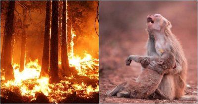 Papa zabrinut za Amazoniju: "Ta šumska pluća vitalna su za naš planet"