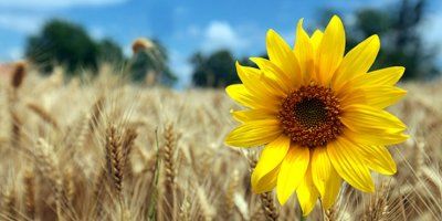 Križ na obrazu &ndash; svjetionik