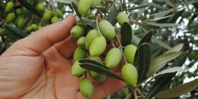 Nakon što sam suhu maslinu poškropila blagoslovljenom vodom &ndash; oživjela je!