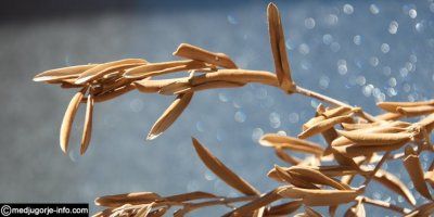 Što učiniti sa starim blagoslovljenim stvarima, npr. puknuta krunica ili osušena grančica? 